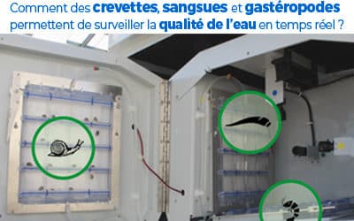 Comment des crevettes, sangsues et gastéropodes permettent de surveiller la qualité de l’eau en temps réel