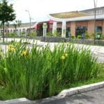 Noue en 2016 - Iris pseudacorus